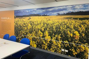 The Canola Room wall graphic wallpaper at CSBPs offices in Perth is part of a full office signage fit-out by Imagesource