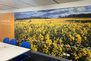 This amazing wall graphic features fields of golden canola and looks dazzling! Printed on to the Imagesource high tac wall stock and installed by our team.